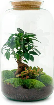 Obrázek produktu pro Sada pro zahradu v láhvi – terárium pro kutily s bonsají Ficus Ginseng, korkem a návodem k péči – výška 43 cm