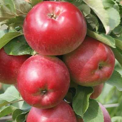 A close-up view of several ripe red apples on a tree branch, surrounded by green leaves.