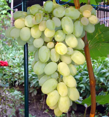 Produktbild von Tafeltraube ´GALAHAD´ 30-40 cm, Cont. 3 l