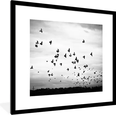 Produktbild von MuchoWow® Gerahmtes Poster Tiere - Vögel - Wolken - Schwarz - Weiß 40x40 cm - Poster mit Schwarzem Bilderrahmen Wandposter Rahmen Foto Bilder - Poster - Plakat im Rahmen