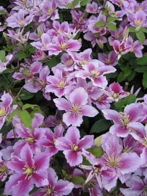 Produktbild von Clematis Piilu (60 - 100 cm) - Waldrebe / Klematis