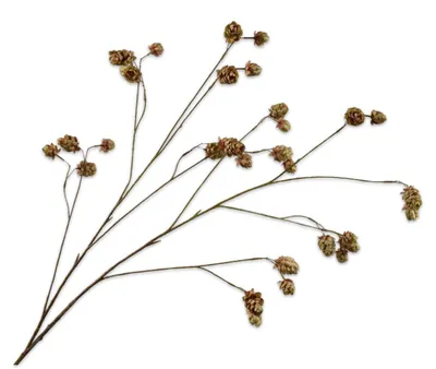 Produktbild von Silk-ka Kunstblume – Hopfenzweig aus Seide, braun-grün, 109 cm