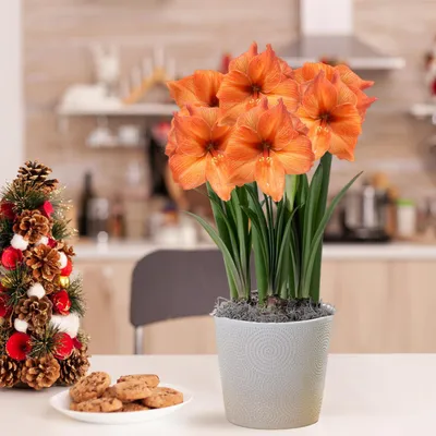 Immagine prodotto di Bulbo di Amaryllis Rilona - 1 bulbo di grandi dimensioni (26/30) - Bulbi esclusivi - Piante vere provenienti dall'Olanda - Hippeastrum (senza semi, senza cera e non artificiali)