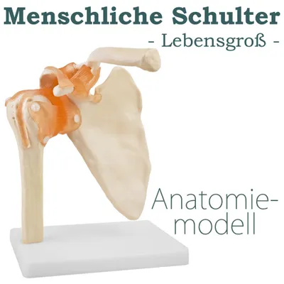 Produktbild von Anatomie Skelett Modell Menschliche Lebensgroß Anatomie Schultermodell Anatomisches Knochen Modell der Menschlichen Schulter mit Bändern Ligamenten MedMod