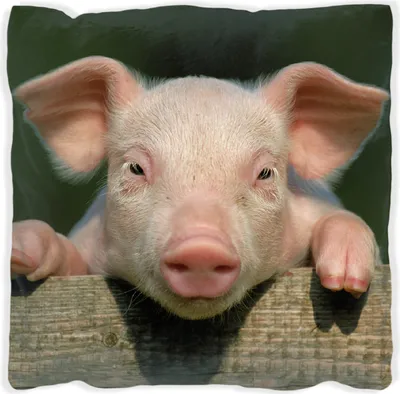 Produktbild von Wallario Premium Kissen, weiche Oberfläche, mit Motiv Süßes Ferkel auf dem Bauernhof in Nahaufnahme, Größe: 60 x 60 cm, mit weißer Rückseite