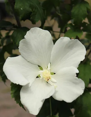 Produktbild von Garteneibisch Hibiscus syriacus - Diana - Garteneibisch weiß 60 - 80 cm