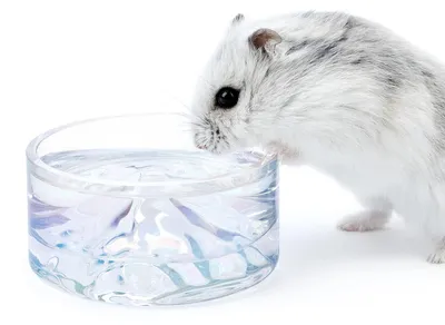 Productafbeelding van Hamsterdrinkbakje - Drinkbakje van glas - 50 ml - Transparant - Knaagvast