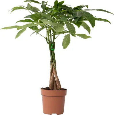 Zdjęcie produktu dla Pachira wodna - Pachira aquatica - Wysokość 60-70cm - ⌀17cm
