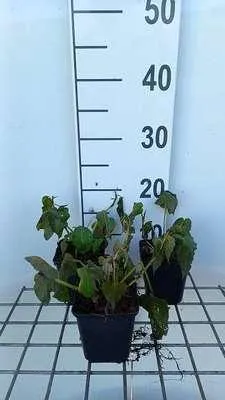 Obrázok produktu pre 6 x Persicaria amplexicaulis - Sviečkovec - kvetináč 9 x 9 cm