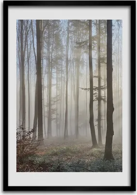Produktbild von Bild - Bilderrahmen - Foto - 70 cm x 100 cm - MDF - Rahmen - Wandkunst - Nebel im Wald