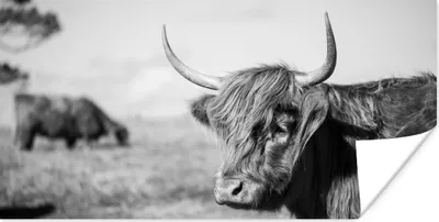 Produktbild von MuchoWow® Poster Schottischer Highlander - Tiere - Schwarz - Weiß 40x20 cm - Poster für die Wand - Poster Schlafzimmer