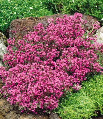 Produktbild von BALDUR Garten 3x Winterharter Bodendecker-Thymian, Pflanzen im 9x9 cm-Topf, Thymus, Sandthymian, 4-5 Pflanzen auf 1 qm, winterhart, Bodendecker, trockenresistent, mehrjährig, bienenfreundlich