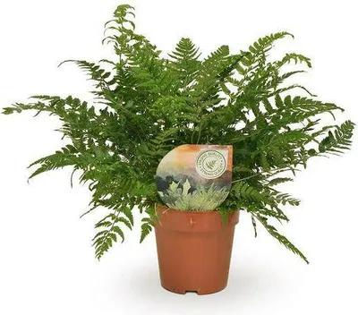 Zdjęcie produktu dla Paproc waskolistna Polystichum tsussimense Athyrium - roslina doniczkowa