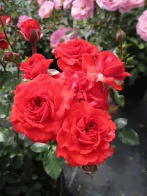 Produktbild von Zwergrose Zwergenfee 09® - Rosa Zwergenfee 09® - Lillyputs® - Korde-Rose