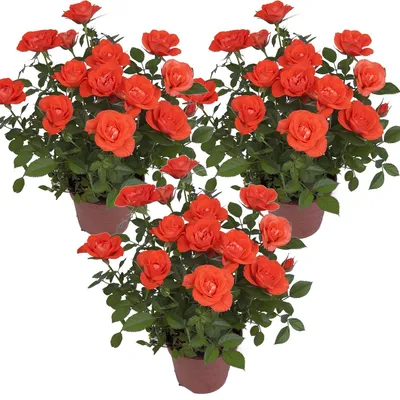 Image de Bloomique - Lot de 3 - Rosa bling Corsica Star - Rosier en pot - Fleurs oranges - Plante d'intérieur et extérieur - Rustique - Hauteur 20-30 cm - Pot 12 cm