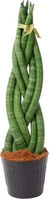 Produktbild von Trendyplants - Sansevieria Cylindrica 'Twist' - Zimmerpflanze - 30-50 cm - Topfgröße Ø10,5cm