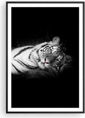 Produktbild von Gerahmtes Poster - Schwarzer Rahmen - Weiß Tiger Schwarz und Weiß - 70x100 cm - Wand Bild - Wanddeko - Wandbilder - Wandposter - Bilderrahmen - Bilder - Kunstdruck - Wandbild - P2BPA70x100-4247