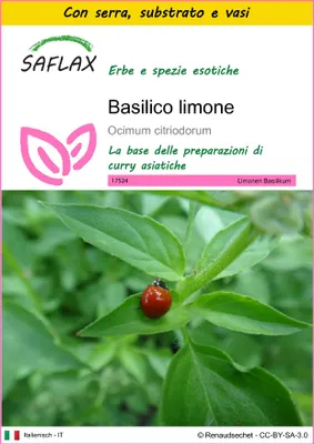 Immagine prodotto di SAFLAX Insieme di coltivazione - Basilico limone - 200 semi - Ocimum