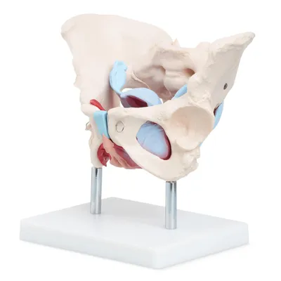 Obrázek produktu pro 4FIZJO Anatomický model ženské pánve se svaly pánevního dna