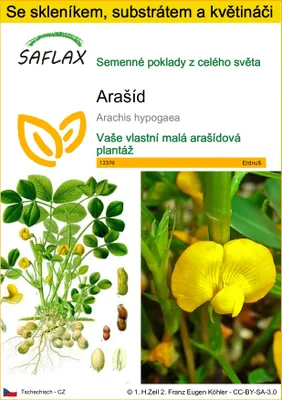 Obrázek produktu pro SAFLAX Kultivační sada - Arašíd - Arachis hypogaea - 8 Semena - S mini skleníkem, pěstebním substrátem a 2 květináči