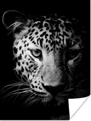 Produktbild von MuchoWow® Poster Panther - Wildtiere - Schwarz und weiß - Tiere 120x160 cm - Wandbilder