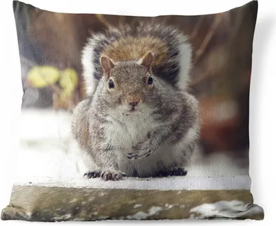 Produktbild von MuchoWow® Outdoor Kissen - Eichhörnchen - Wildtier - Winter - 40x40 cm - Wetterfest - Lounge Kissen - Kopfkissen - Interieur - Polster mit Bild