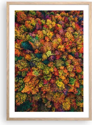 Produktbild von Gerahmtes Poster - Rahmen in heller Eiche - Herbst Perspektive Vogel - 50x70 cm - Wand Bild - Wanddeko - Wandbilder - Kunstposter - Wandposter - Bilderrahmen - Bilder - Kunstdruck - P2NPA50x70-4478