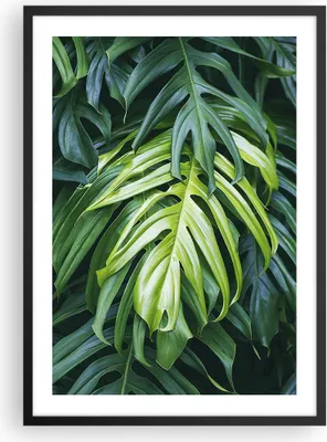 Produktbild von Gerahmtes Poster - Schwarzer Rahmen - Blume Natur - 50x70 cm - Wand Bild - Wanddeko - Wandbilder - Kunstposter - Wandposter - Bilderrahmen - Bilder - Kunstdruck - Wandbild - P2BPA50x70-3951