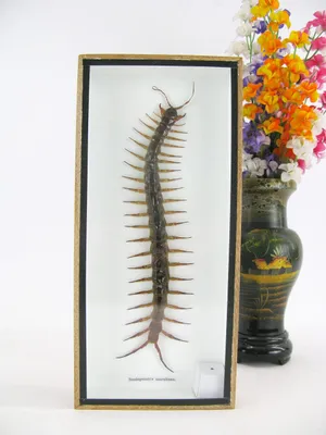 Image de Cadre photo en bois 3D, motif "Cendipede" surdimensionné