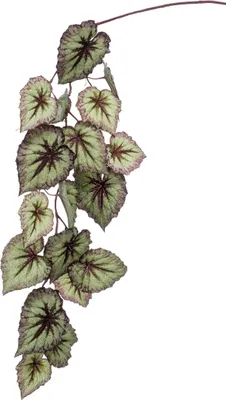 Produktbild von artplants.de Kunstzweig Blattbegonien Zweig Meira, grün-violett, 110cm - Deko Buntnessel