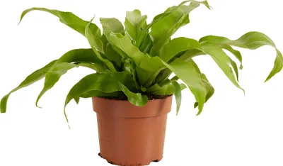 Produktbild von Asplenium antiquum Nestfarn Zimmerpflanze, Topf Ø 12 cm, Höhe 25 cm, pflegeleicht, luftreinigend