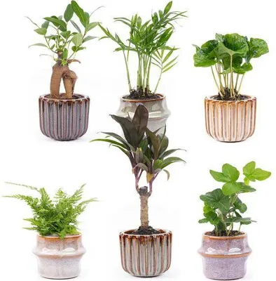 Immagine prodotto di Set di piante da appartamento con 6 piante + set di vasi in VetroVetroceramica