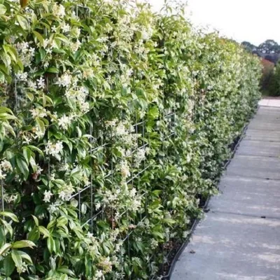 Produktbild von Sternjasmin Weiß - Kletterpflanzen winterhart - Immergrüner Duftjasmin - Jasmin Pflanze - 1,5 Liter Topf - Wachstum bis zu 400 cm Höhe