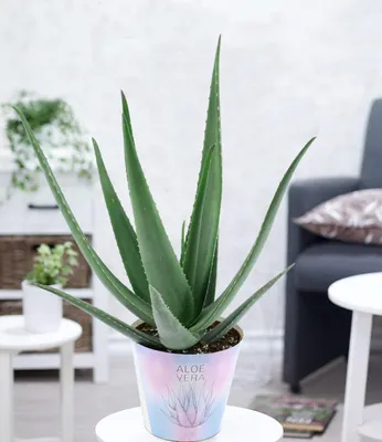 Produktbild von BALDUR Garten XXL Aloe Vera, 55-65 cm hoch, Pflanze im 19 cm-Topf, extragroß, luftreinigende Zimmerpflanze, Gel vielseitig verwendbar, Grünpflanze, mehrjährig - frostfrei halten, Aloe barbadensis