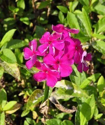 Produktbild von 6 x  Phlox (p) 'Rijnstroom' - Flammenblume - Topf 9 x 9 cm