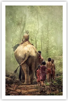 Produktbild von Poster - Poster ohne Rahmen - Elefant Dschungel Nebel - 61x91,5 cm - Wand Bild - Wanddeko - Wandbilder - Kunstposter - Wandposter - Bilder - Kunstdruck - Wanddekoration - Wandbild - P2XPA61x91-3438
