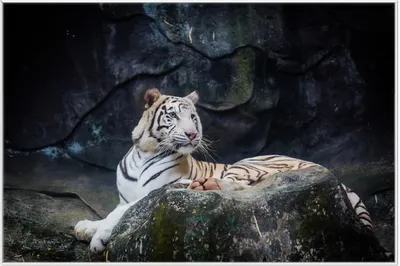 Produktbild von Wallario Wandbild Weißer Tiger auf einem Felsen, Größe: 61 x 91,50 cm, Poster mit weißem Aluminiumrahmen