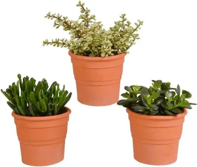 Zdjęcie produktu dla Mieszanka Crassula - 3 sukulenty - Ø10,5cm Rosliny doniczkowe w doniczkach z