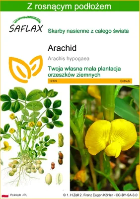 Zdjęcie produktu dla SAFLAX - Arachid - 8 Nasiona - Z podłożem uprawowym wolnym od zarazków - Arachis hypogaea