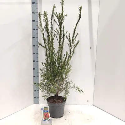 Zdjęcie produktu dla Callistemon laevis – cyliindryk | 90–100 cm w doniczce
