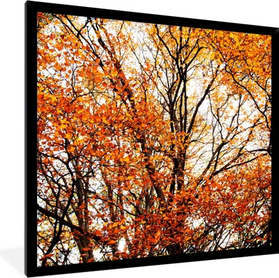 Produktbild von MuchoWow® Gerahmtes Poster Wald - Herbst - Jahreszeiten 40x40 cm - Poster mit Schwarzem Bilderrahmen Wandposter Rahmen Foto Bilder - Mit Rahmen - Wanddekoration Schlafzimmer
