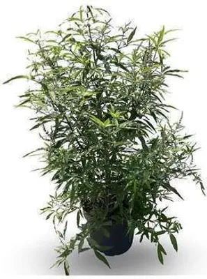 Image de Vitex agnus-castus 'Delta Blues'® - Poivre du moine Delta Blues 60- 80 cm - conteneur