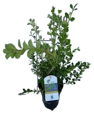 Obrázek produktu pro 2 x BetterBuxus® Babylon Beauty - Buxus betterbuxus 'Babylon Beauty' | 20-25 cm v kontejneru