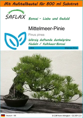 Produktbild von SAFLAX - Garden in the Bag - Bonsai - Mittelmeer-Pinie - 6 Samen - Mit Anzuchtsubstrat im praktischen, selbst aufstellenden Beutel - Pinus pinea