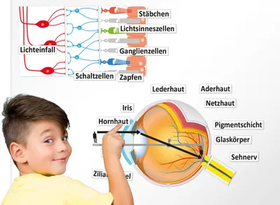 Produktbild von TimeTEX Auge und Sehvorgang, magnetisch, 32-tlg.