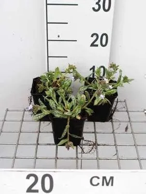 Obrázok produktu pre 6 x Pulmonaria hybr. 'Opal'® - Hnedé allium - kvetináč 9 x 9 cm
