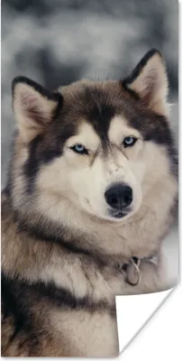 Produktbild von MuchoWow® Poster Porträt eines Huskys 20x40 cm - Plakat - Foto