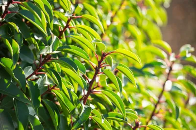 Produktbild von Prunus lusitanica, Portugiesischer Lorbeer, immergrün, 40–60 cm
