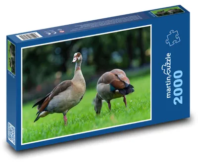 Obrázok produktu pre Puzzle 2000 Kačice na zelenej lúke - martinpuzzle
