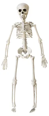 Produktbild von Halloween Skelett 40 cm - Beweglich